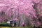 Beautiful Sakura Garden