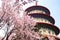 Beautiful Sakura Garden in Taipei, Taiwan