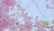 Beautiful sakura tree, flower blossom in spring