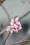 a beautiful sakura tree flower, seasonal cherry blossom flower