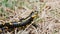 Beautiful Salamander in Nature Black Reptile with Yellow Spots Amphibian Animal