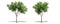 Beautiful Salix fragilis tree isolated and cutting on a white background with clipping path