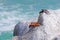 Beautiful Sally Lightfoot Crab, Grapsus grapsus, on rocks, Pacific Ocean Coast, Tocopilla, Chile