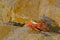 Beautiful Sally Lightfoot Crab, Grapsus grapsus, on rocks, Pacific Ocean Coast, Tocopilla, Chile