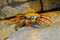 Beautiful Sally Lightfoot Crab, Grapsus grapsus, on rocks, Pacific Ocean Coast, Tocopilla, Chile