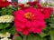 Beautiful salmon color of zinnia flower at full bloom