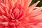 Beautiful Salmon-Colored Semi Cactus Dahlia.