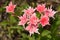 Beautiful salmon and white Star Phlox flower