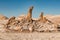 Beautiful salt sculptures in Atacama desert, Chile