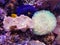 A beautiful saltwater aquarium with Devil`s hand coral and toadstool leather coral reef