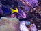 A beautiful saltwater fish tank with a Royal Gramma Basslet and toadstool leather coral reef