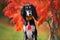Beautiful saluki dog portrait outdoors by a tree with red leaves