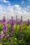 Beautiful Salvia flowers