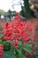 Beautiful salvia red flowers