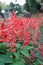 Beautiful salvia red flowers