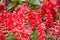 Beautiful Salvia Red flowers in a spring season at a botanical garden.