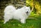 Beautiful Samoyed