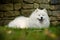 Beautiful Samoyed