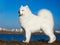 Beautiful samoyed dog