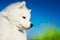 Beautiful samoyed dog