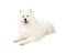 Beautiful Samoyed Dog Laying