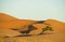 Beautiful sand desert Sahara dunes and green bush