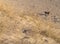 Beautiful sand and dog in the dunes of the Baltic beach at sunset in Klaipeda, Lithuania