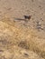 Beautiful sand and dog in the dunes of the Baltic beach at sunset in Klaipeda, Lithuania