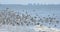 Beautiful sanderling birds fly above the surf line on Estero Island