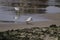 Beautiful sanderling with a worm in its beak