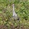 Beautiful Sandhill Crane looking for food in a dense Florida forest.