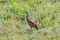 A beautiful Sandhill Crane. standing in tall green grass. Mackenzie river, Northwest territories & x28; NWT& x29; Canada.