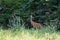 A beautiful Sandhill Crane . standing in tall green grass. Mackenzie river, Northwest territories & x28; NWT& x29; Canada.