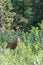 A beautiful Sandhill . Crane standing in tall green grass. Mackenzie river, Northwest territories & x28; NWT& x29; Canada.