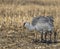 A beautiful sandhill crane stopping for a meal in a cornfield.