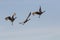 Beautiful sandhill cranes flying in the blue sky over Galveston Island