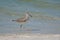 Beautiful Sandpiper Bird Strutting on a Sandy Beach