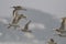 Beautiful sandpipers in flight