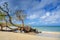 Beautiful sandy beach of the cuban coast with a big old tree