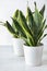 Beautiful sansevieria in flowerpots on white table