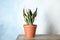 Beautiful sansevieria plant in pot on table. Home decor