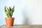 Beautiful sansevieria plant in pot on table near color wall