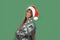 Beautiful Santa\'s Helper (7)