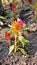 Beautiful saplings of Celosia argentea also known as plumed cockscomb or silver cocks comb or troublesome weed from nursery garden