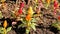 Beautiful saplings of Celosia argentea also known as plumed cockscomb or silver cocks comb or troublesome weed from nursery garden