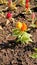 Beautiful saplings of Celosia argentea also known as plumed cockscomb or silver cocks comb or troublesome weed from nursery garden