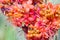 Beautiful Saraca indica flowers (Saraca indica L.) close up.