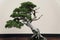 A beautiful Sargent Juniper bonsai tree with green leaves