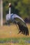 Beautiful sarus crane bird picture