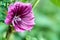 Beautiful saturated color flower Alcea rosea, Pink Mallow or Hollyhock. Closeup of Alcea rosea, Pink Mallow or Hollyhock